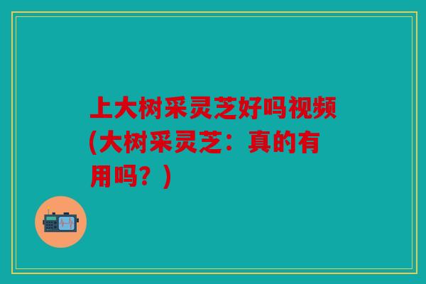 上大树采灵芝好吗视频(大树采灵芝：真的有用吗？)