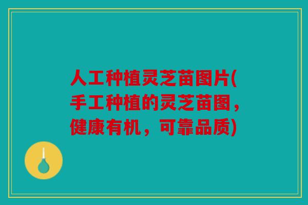 人工种植灵芝苗图片(手工种植的灵芝苗图，健康有机，可靠品质)