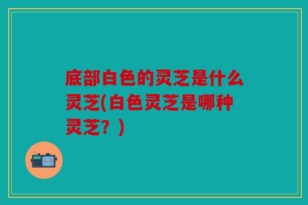 底部白色的灵芝是什么灵芝(白色灵芝是哪种灵芝？)