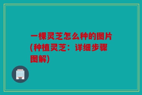 一棵灵芝怎么种的图片(种植灵芝：详细步骤图解)