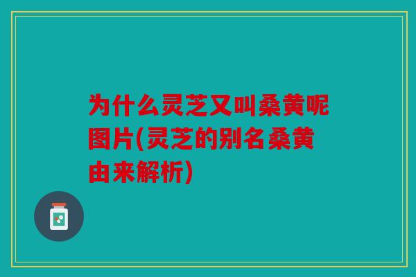 为什么灵芝又叫桑黄呢图片(灵芝的别名桑黄由来解析)