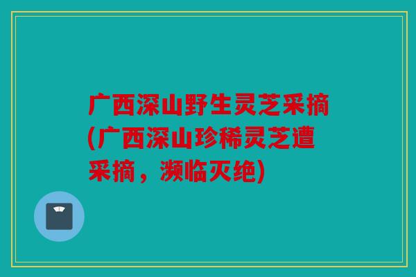 广西深山野生灵芝采摘(广西深山珍稀灵芝遭采摘，濒临灭绝)