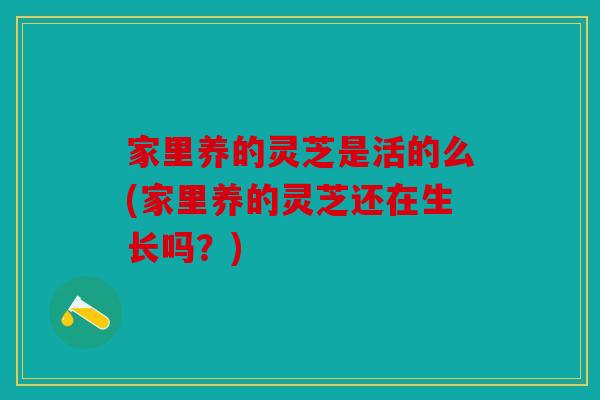 家里养的灵芝是活的么(家里养的灵芝还在生长吗？)