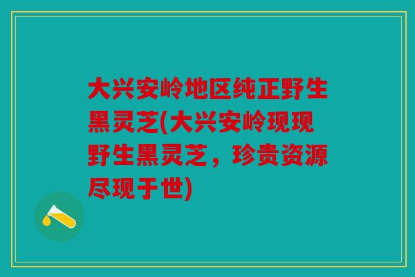 大兴安岭地区纯正野生黑灵芝(大兴安岭现现野生黑灵芝，珍贵资源尽现于世)