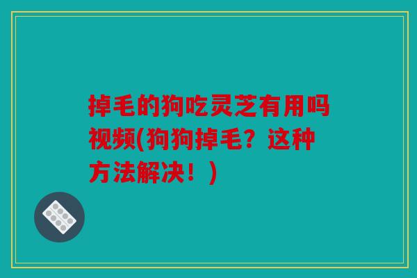 掉毛的狗吃灵芝有用吗视频(狗狗掉毛？这种方法解决！)