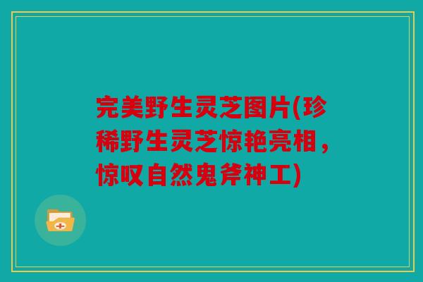 完美野生灵芝图片(珍稀野生灵芝惊艳亮相，惊叹自然鬼斧神工)
