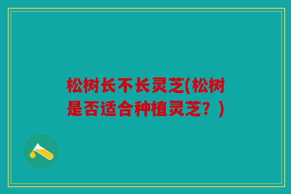 松树长不长灵芝(松树是否适合种植灵芝？)