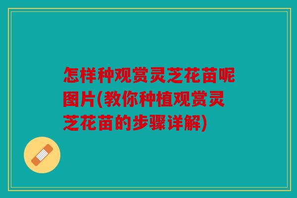 怎样种观赏灵芝花苗呢图片(教你种植观赏灵芝花苗的步骤详解)