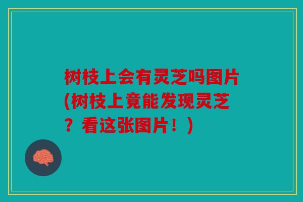 树枝上会有灵芝吗图片(树枝上竟能发现灵芝？看这张图片！)