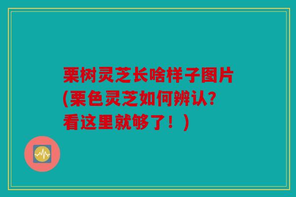 栗树灵芝长啥样子图片(栗色灵芝如何辨认？看这里就够了！)