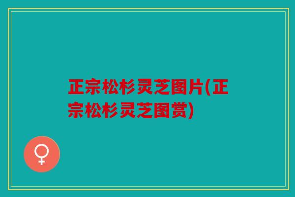正宗松杉灵芝图片(正宗松杉灵芝图赏)