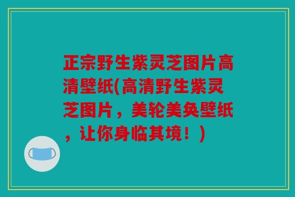 正宗野生紫灵芝图片高清壁纸(高清野生紫灵芝图片，美轮美奂壁纸，让你身临其境！)