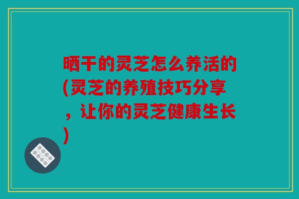晒干的灵芝怎么养活的(灵芝的养殖技巧分享，让你的灵芝健康生长)