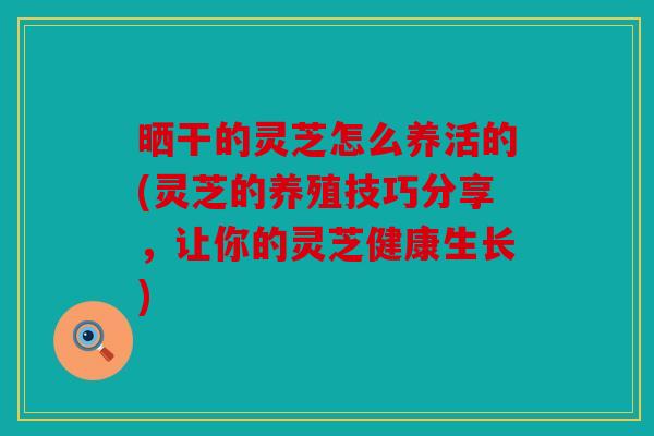 晒干的灵芝怎么养活的(灵芝的养殖技巧分享，让你的灵芝健康生长)