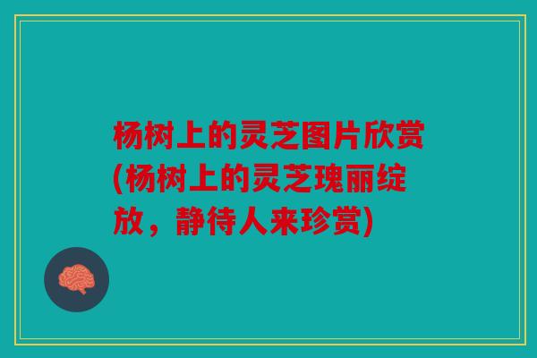 杨树上的灵芝图片欣赏(杨树上的灵芝瑰丽绽放，静待人来珍赏)