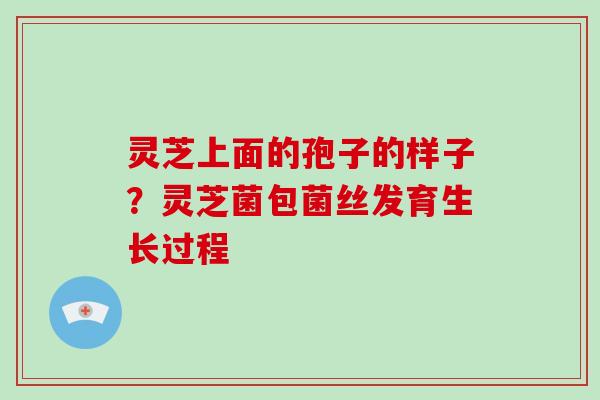 灵芝上面的孢子的样子？灵芝菌包菌丝发育生长过程