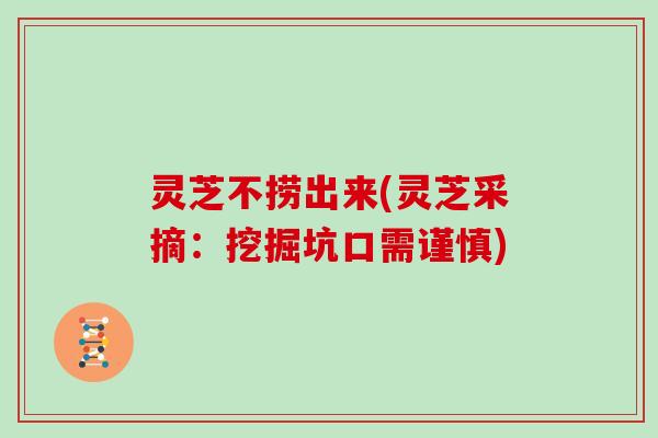 灵芝不捞出来(灵芝采摘:挖掘坑口需谨慎) 灵芝不捞出来(灵芝采摘:挖掘坑口需谨慎)