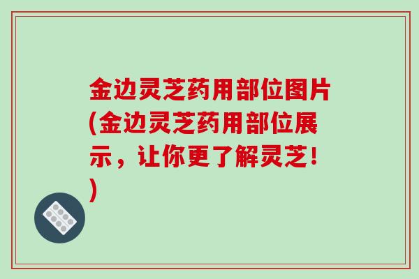 金边灵芝药用部位图片(金边灵芝药用部位展示,让你更了解灵芝!) 金边灵芝药用部位图片(金边灵芝药用部位展示,让你更了解灵芝!)