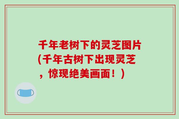 千年老树下的灵芝图片(千年古树下出现灵芝,惊现绝美画面!) 千年老树下的灵芝图片(千年古树下出现灵芝,惊现绝美画面!)