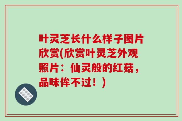 叶灵芝长什么样子图片欣赏(欣赏叶灵芝外观照片：仙灵般的红菇，品味侔不过！)