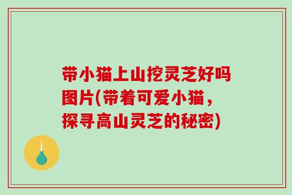 带小猫上山挖灵芝好吗图片(带着可爱小猫,探寻高山灵芝的秘密) 带小猫上山挖灵芝好吗图片(带着可爱小猫,探寻高山灵芝的秘密)