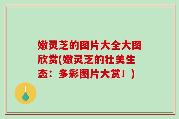 嫩灵芝的图片大全大图欣赏(嫩灵芝的壮美生态:多彩图片大赏!) 嫩灵芝的图片大全大图欣赏(嫩灵芝的壮美生态:多彩图片大赏!)
