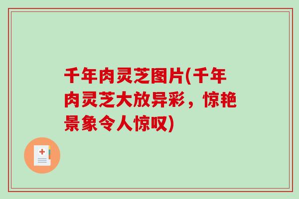千年肉灵芝图片(千年肉灵芝大放异彩,惊艳景象令人惊叹) 千年肉灵芝图片(千年肉灵芝大放异彩,惊艳景象令人惊叹)