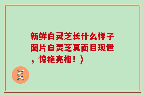 新鲜白灵芝长什么样子图片白灵芝真面目现世,惊艳亮相!) 新鲜白灵芝长什么样子图片白灵芝真面目现世,惊艳亮相!)