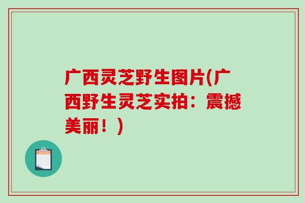 广西灵芝野生图片(广西野生灵芝实拍：震撼美丽！)