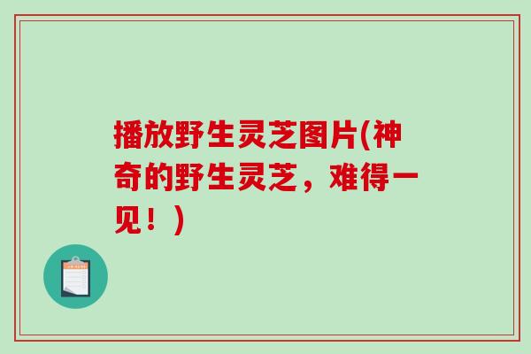 播放野生灵芝图片(神奇的野生灵芝,难得一见!) 播放野生灵芝图片(神奇的野生灵芝,难得一见!)