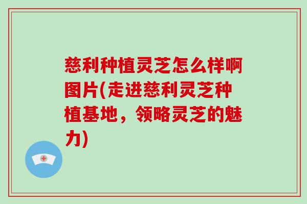 慈利种植灵芝怎么样啊图片(走进慈利灵芝种植基地,领略灵芝的魅力) 慈利种植灵芝怎么样啊图片(走进慈利灵芝种植基地,领略灵芝的魅力)