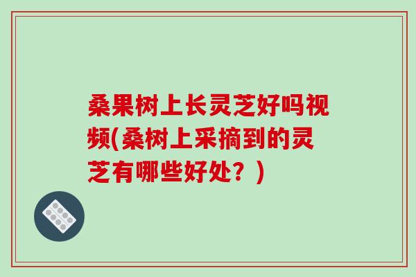 桑果树上长灵芝好吗视频(桑树上采摘到的灵芝有哪些好处？)