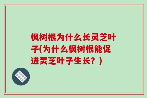 枫树根为什么长灵芝叶子(为什么枫树根能促进灵芝叶子生长?) 枫树根为什么长灵芝叶子(为什么枫树根能促进灵芝叶子生长?)