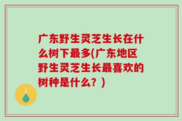 广东野生灵芝生长在什么树下多(广东地区野生灵芝生长喜欢的树种是什么?) 广东野生灵芝生长在什么树下多(广东地区野生灵芝生长喜欢的树种是什么?)