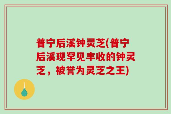 普宁后溪钟灵芝(普宁后溪现罕见丰收的钟灵芝,被誉为灵芝之王) 普宁后溪钟灵芝(普宁后溪现罕见丰收的钟灵芝,被誉为灵芝之王)
