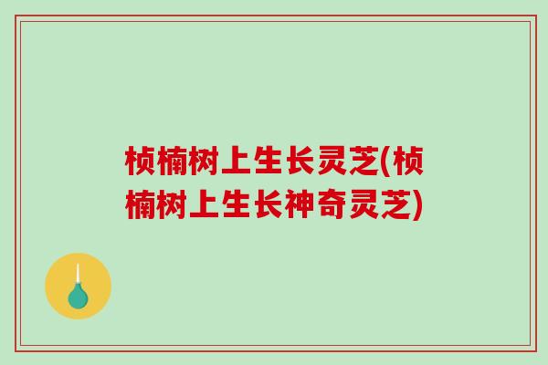 桢楠树上生长灵芝(桢楠树上生长神奇灵芝)
