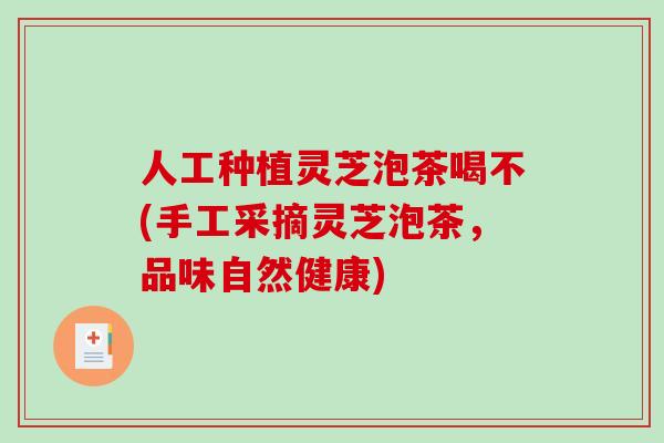 人工种植灵芝泡茶喝不(手工采摘灵芝泡茶，品味自然健康)