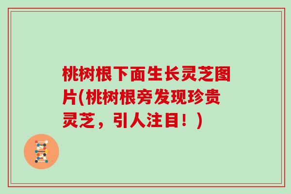 桃树根下面生长灵芝图片(桃树根旁发现珍贵灵芝，引人注目！)