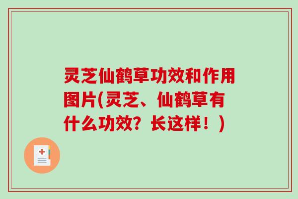 灵芝仙鹤草功效和作用图片(灵芝、仙鹤草有什么功效？长这样！)
