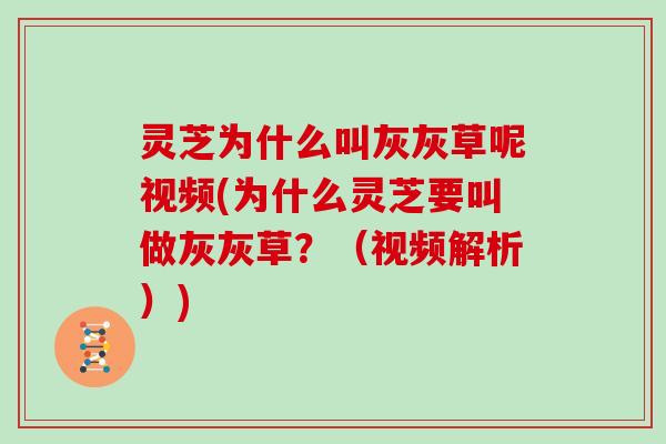灵芝为什么叫灰灰草呢视频(为什么灵芝要叫做灰灰草?(视频解析)) 灵芝为什么叫灰灰草呢视频(为什么灵芝要叫做灰灰草?(视频解析))