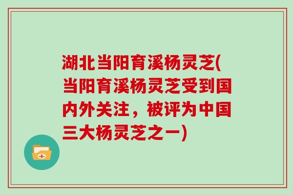 湖北当阳育溪杨灵芝(当阳育溪杨灵芝受到国内外关注，被评为中国三大杨灵芝之一)