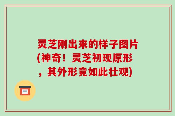 灵芝刚出来的样子图片(神奇！灵芝初现原形，其外形竟如此壮观)