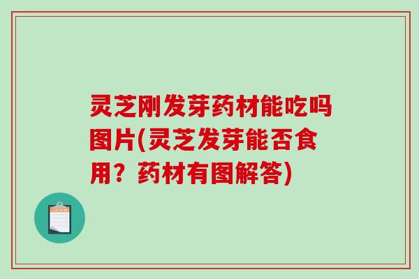 灵芝刚发芽药材能吃吗图片(灵芝发芽能否食用?药材有图解答) 灵芝刚发芽药材能吃吗图片(灵芝发芽能否食用?药材有图解答)