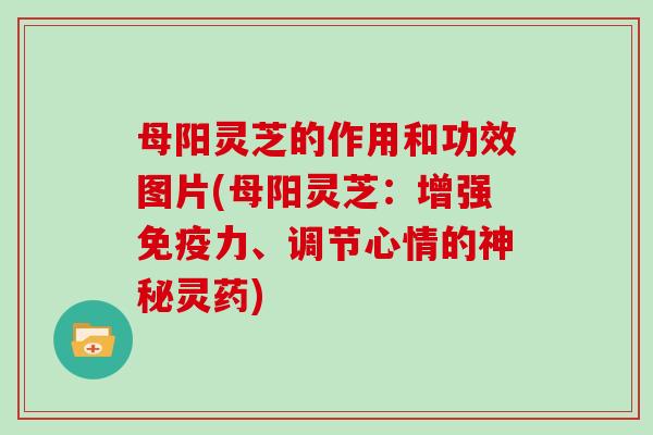 母阳灵芝的作用和功效图片(母阳灵芝：增强免疫力、调节心情的神秘灵药)