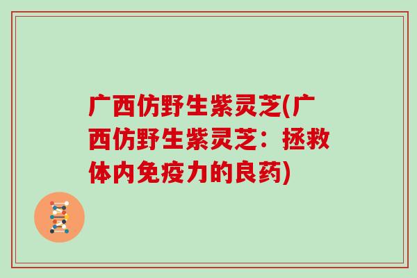 广西仿野生紫灵芝(广西仿野生紫灵芝：拯救体内免疫力的良药)