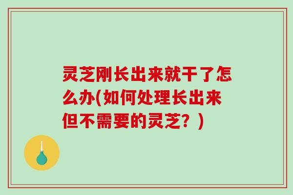 灵芝刚长出来就干了怎么办(如何处理长出来但不需要的灵芝？)