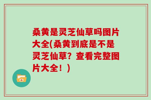 桑黄是灵芝仙草吗图片大全(桑黄到底是不是灵芝仙草?查看完整图片大全!) 桑黄是灵芝仙草吗图片大全(桑黄到底是不是灵芝仙草?查看完整图片大全!)