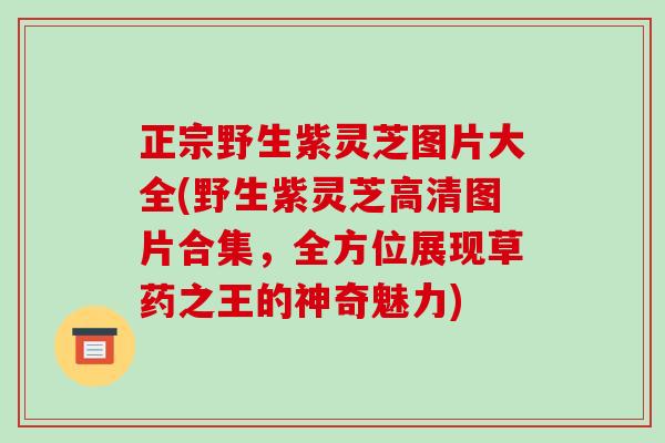 正宗野生紫灵芝图片大全(野生紫灵芝高清图片合集,全方位展现草药之王的神奇魅力) 正宗野生紫灵芝图片大全(野生紫灵芝高清图片合集,全方位展现草药之王的神奇魅力)