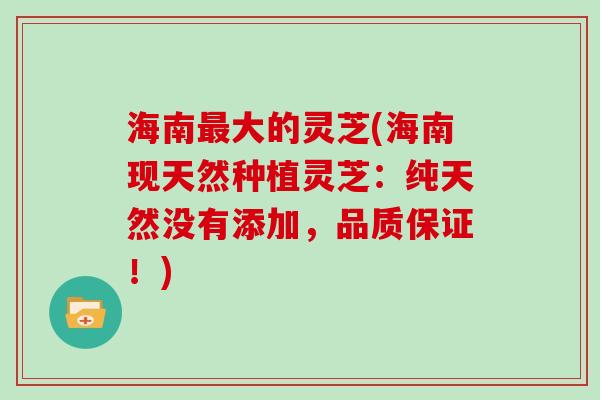 海南最大的灵芝(海南现天然种植灵芝：纯天然没有添加，品质保证！)