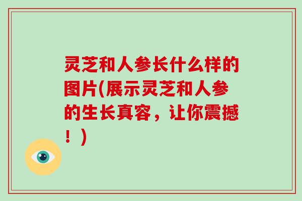 灵芝和人参长什么样的图片(展示灵芝和人参的生长真容,让你震撼!) 灵芝和人参长什么样的图片(展示灵芝和人参的生长真容,让你震撼!)